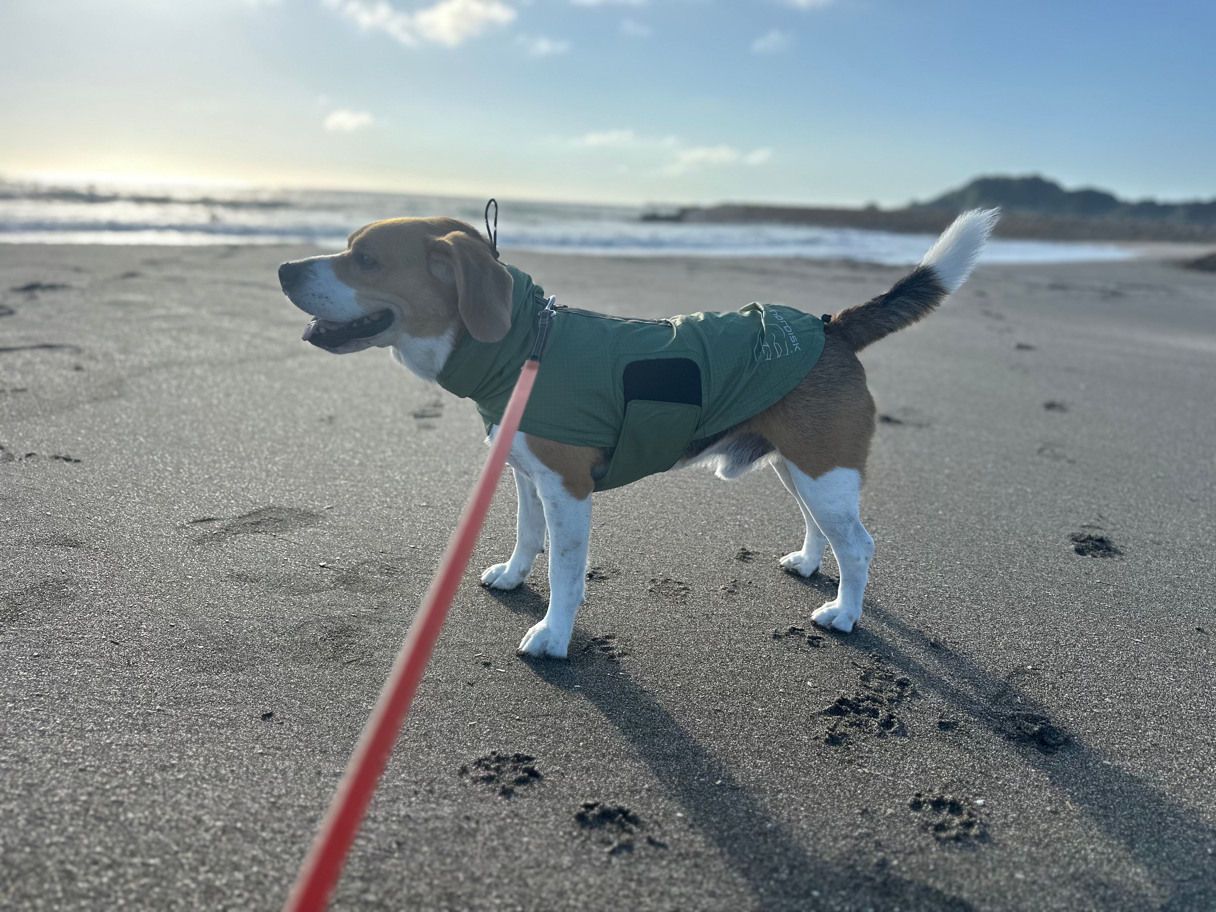 【NEW】Nordisk DOG Rain Jacket